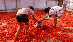 कोहलपुरमा गोलभेँडा उत्सवसँगै होली